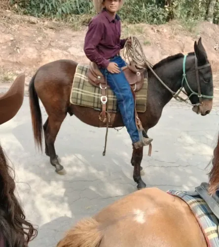 Burro para montaria de sela manso