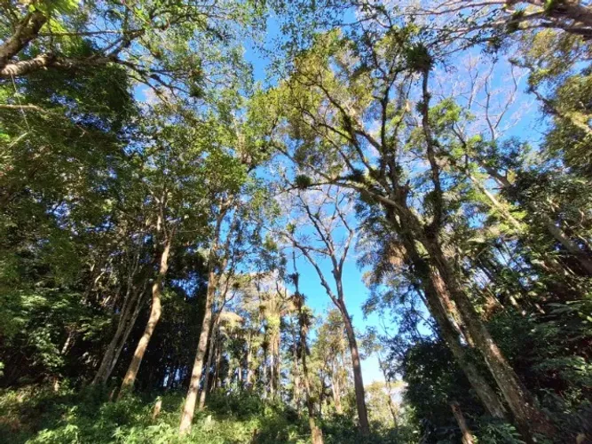 Alugo Chacara sitio em Joinville - 15.000m²