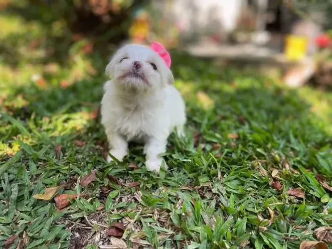 Filhote maltês, A felicidade está a um latidinho de distância!