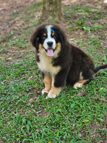 Bernese Mountain Dog | Canil 100% Regularizado