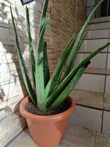 Aloe Vera grande em vaso