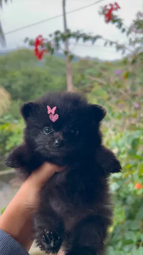 Lulu da pomerania fêmea