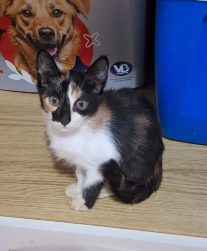 Gatinhos para adoção 