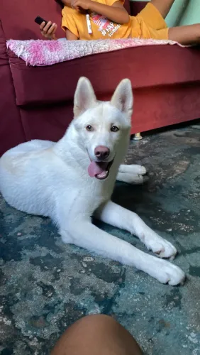 Vende-se  esse Hunsk siberiano 
