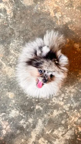 Lulu da Pomerania