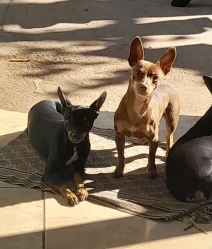 Venda de pinscher fêmea