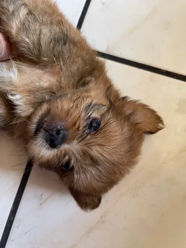 Cachorro 