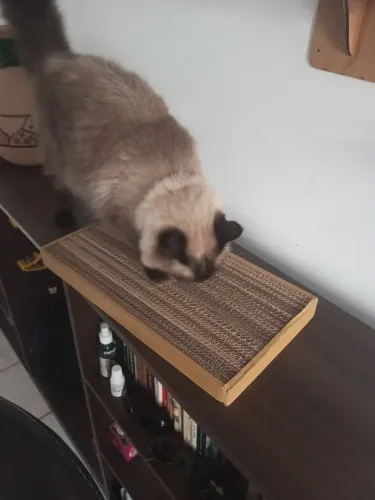 ARRANHADORES GATOS