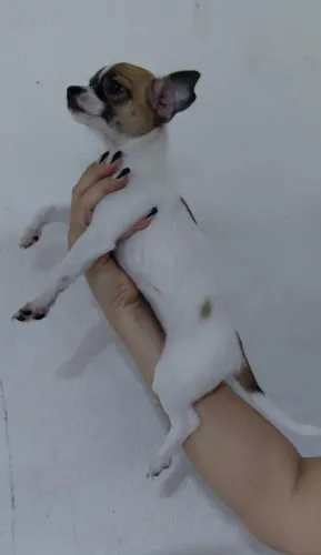 Chihuahua fêmea pelo curto com 2 vacinas