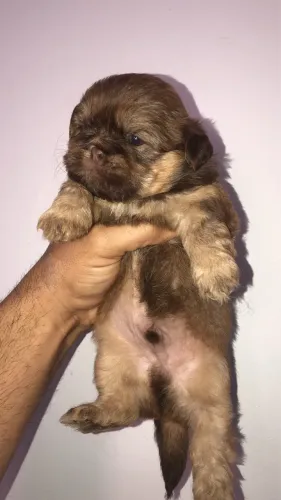 Shih tzu macho valor promocional 