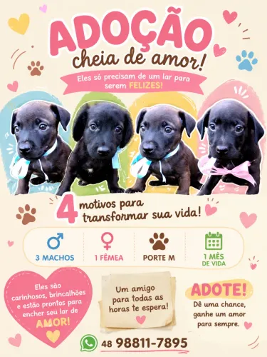 Filhotes porte M DOAÇÃO 