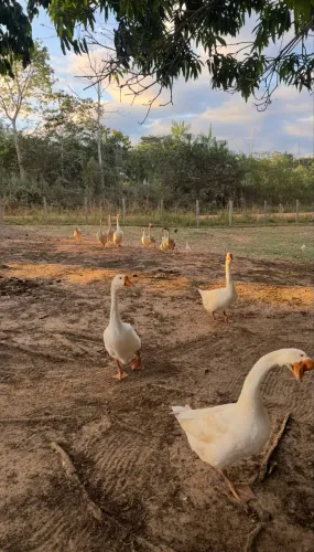 Vendo ganso