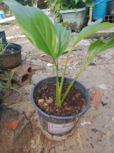 Jardim plantas lírio da paz 