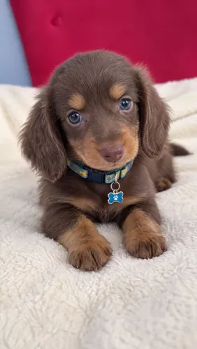 Dachshund - Pelo Longo