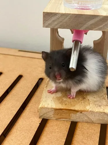 Hamster 