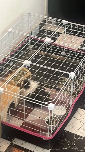Cercado Pet para roedores, coelho, porquinho da índia, com forro impermeável tamanho 60x90