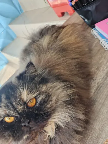 Gata Persa 