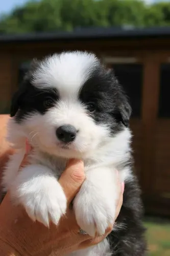border collies escolhe seu baby