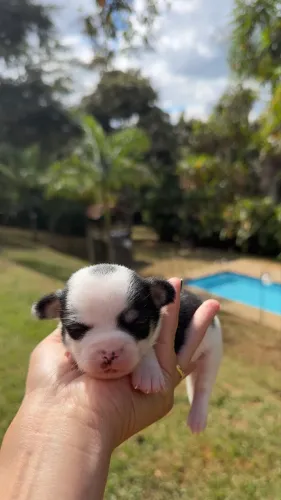 Filhote Lindo Chihuahua