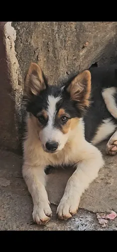 BORDER COLLIE'S
