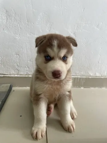 Husky