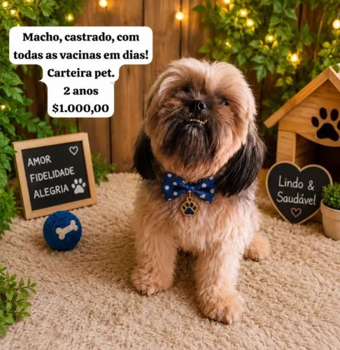 Cachorro shiatsu macho 2 anos castrado e chipado