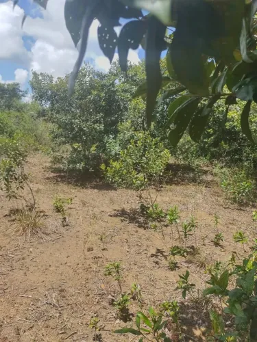 fazendinha 21 hectares