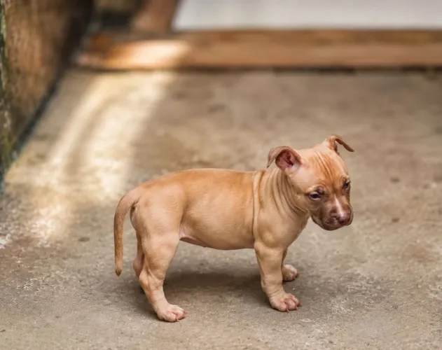 Cachorra Pitt bull a venda