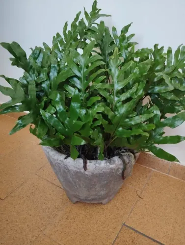 Vaso de cimento C/ samambaia da Jamaica 
