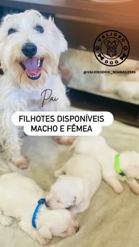 Schnauzer