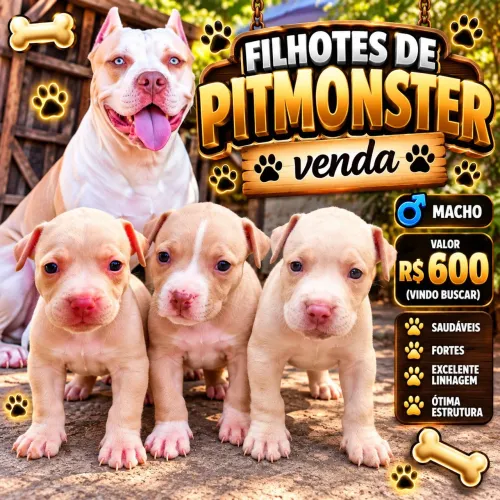 Vendo filhote de pitmonster