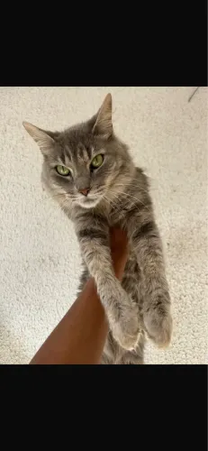 Doação de gatos