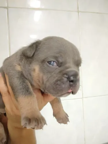 Filhote de American bully 5 500