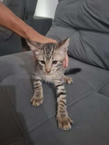 Doação de Gatos Filhotes