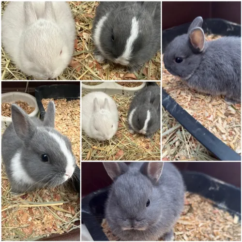 Coelho Netherland dwarf filhotes