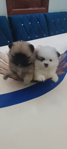 Filhotes de lulu da pomerania anão ja vacinado pedigree opcional