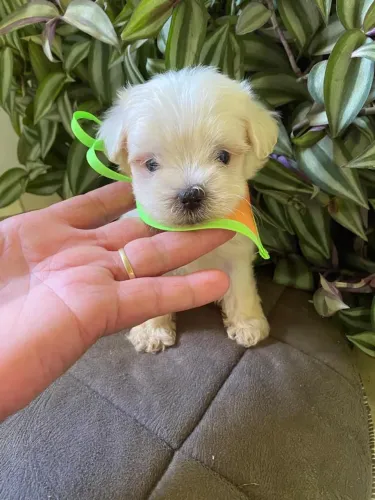 Maltês macho micro disponível branco neve $1.300,00