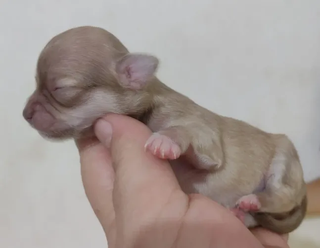 chihuahua pelo longo 