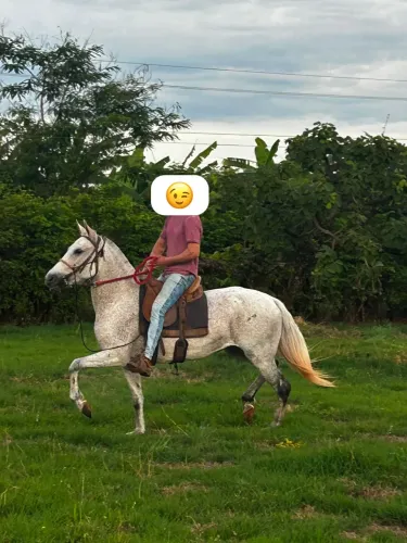 Égua Mangalarga Marchador