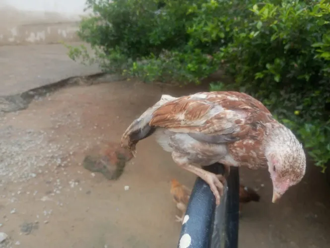 Galinha caipira