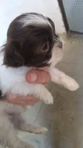 Cachorro