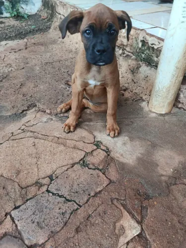 Boxer fêmeas filhotes