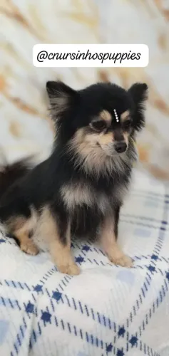 chihuahua ultima baby disponivel entrega hoje