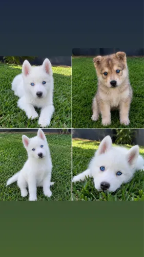 Husky siberiano puro 