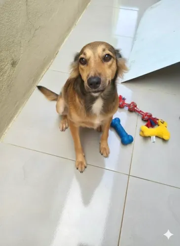 Linda cachorrinha pra adoção 