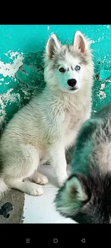 Filhote de husky siberiano