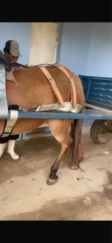 Vendo mula com carroça