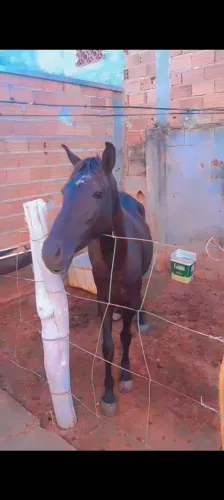 Vendo égua mangalarga preta marcha picada