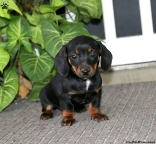 Dachshund -Diversas opções de filhotes ?