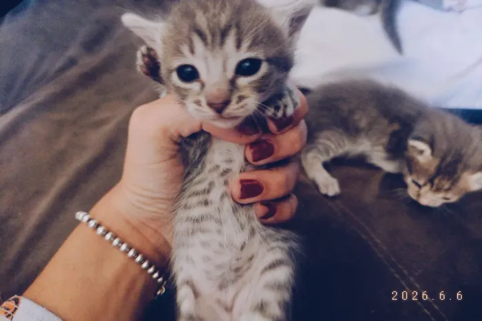 Gatinhos filhotes 
